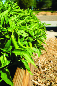 Closeup of a green plant with long green peppers growing in one of the raised…